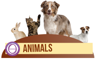 ThetaHealing® Animal Seminar
