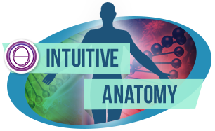 ThetaHealing®Intuitive Anatomy Practitioners