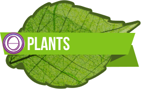 ThetaHealing® Plant Seminar